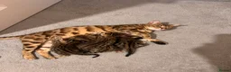 Bengal cats for sale: Bengal Mix kittens 🐱  in Hinckley - Advert 11