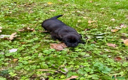 Mixed Breed dogs for sale: 🖤 BOLD Patterdale X  puppies 🖤 - Image 9