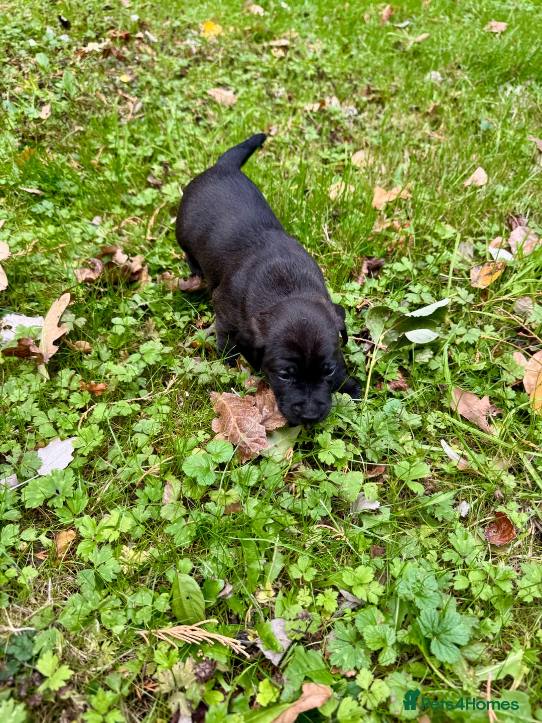 Mixed Breed dogs for sale: 🖤 BOLD Patterdale X  puppies 🖤 - Image 9