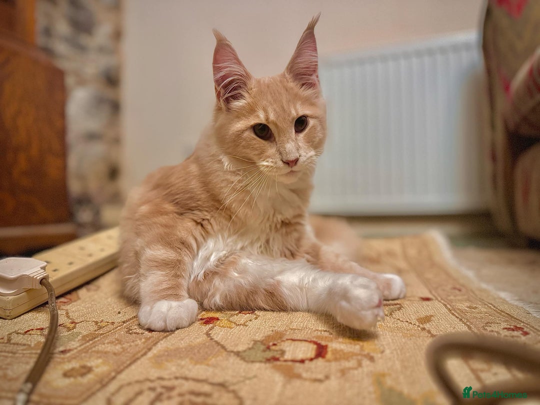 Mixed Breed cats for sale: Fold x Maine coon girls - Advert 17