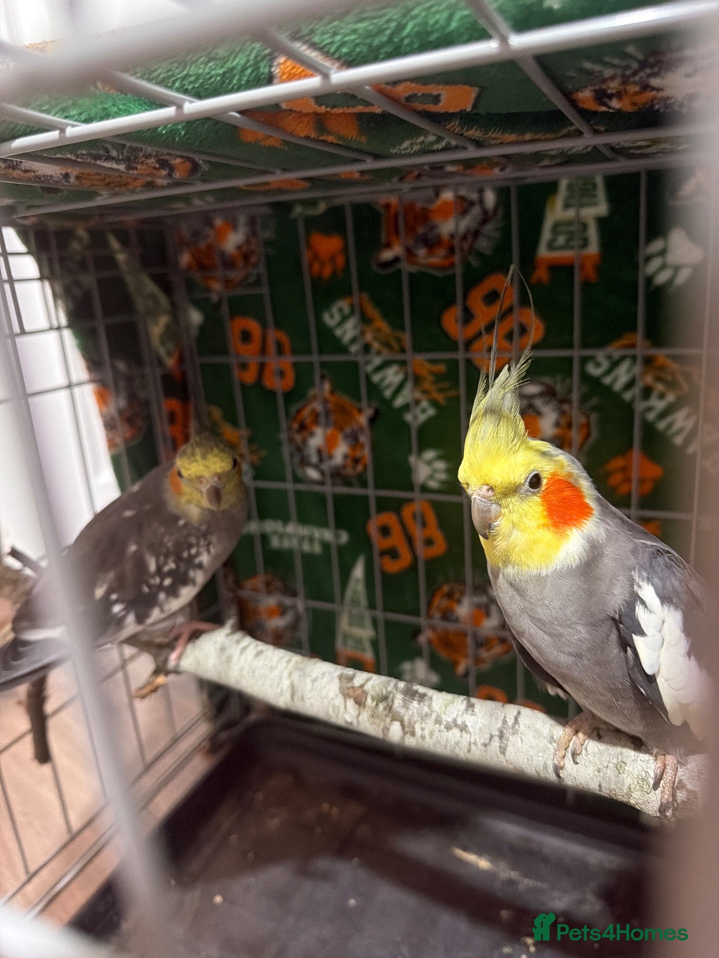 Parrots birds for sale: Cockatiel  - Advert 7