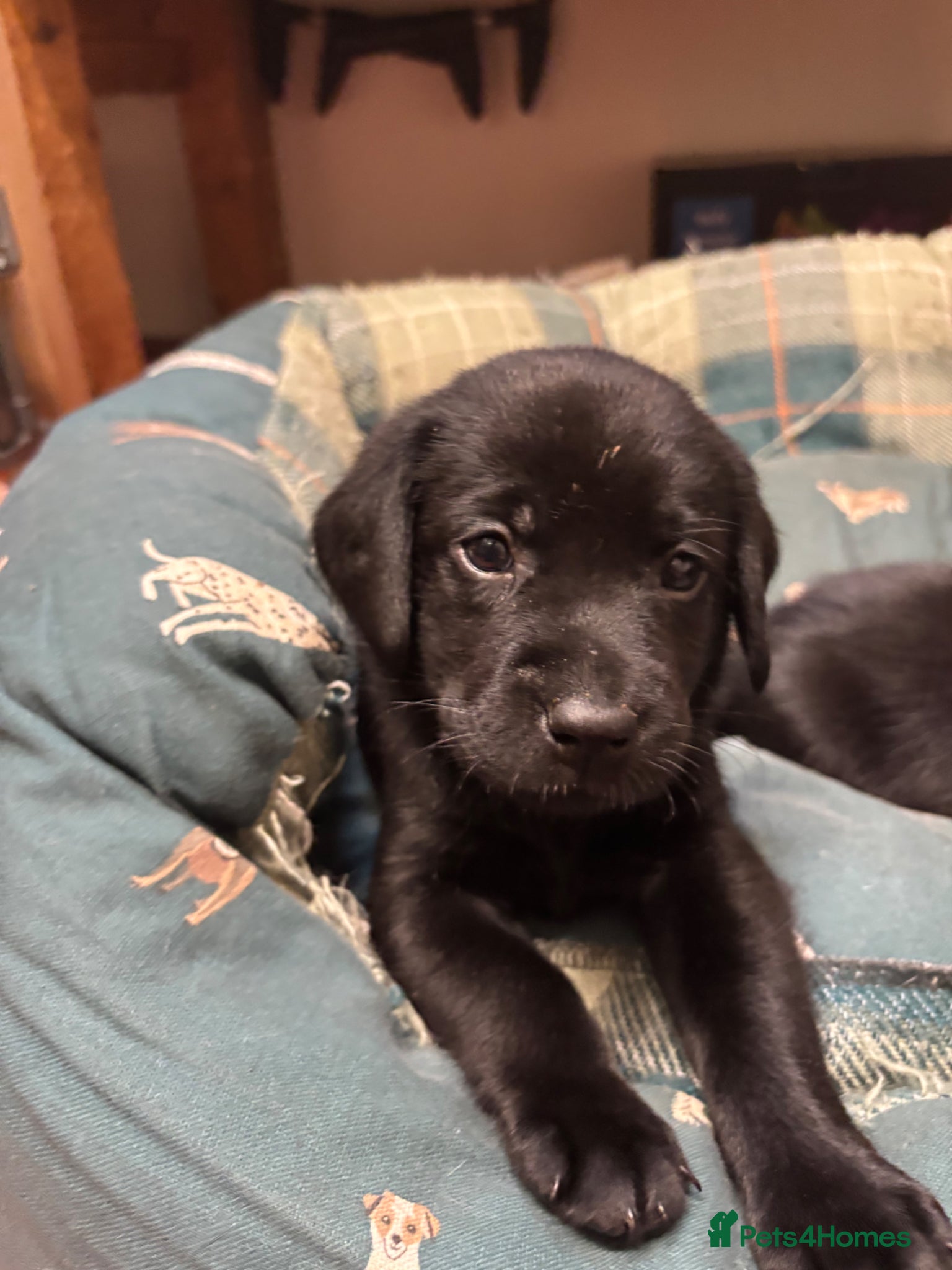 Labrador Retriever dogs Gorgeous Litter of Labrador puppies - Advert 1