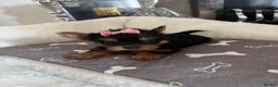 Yorkshire Terrier dogs for sale: Adorable Yorkshire Terrier Puppies 8 girls&1 boy.  - Advert 29
