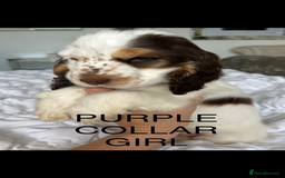 Cocker Spaniel dogs for sale: OUTSTANDING KC REG SHOW COCKER SPANIEL PUPPIES  - Image 26