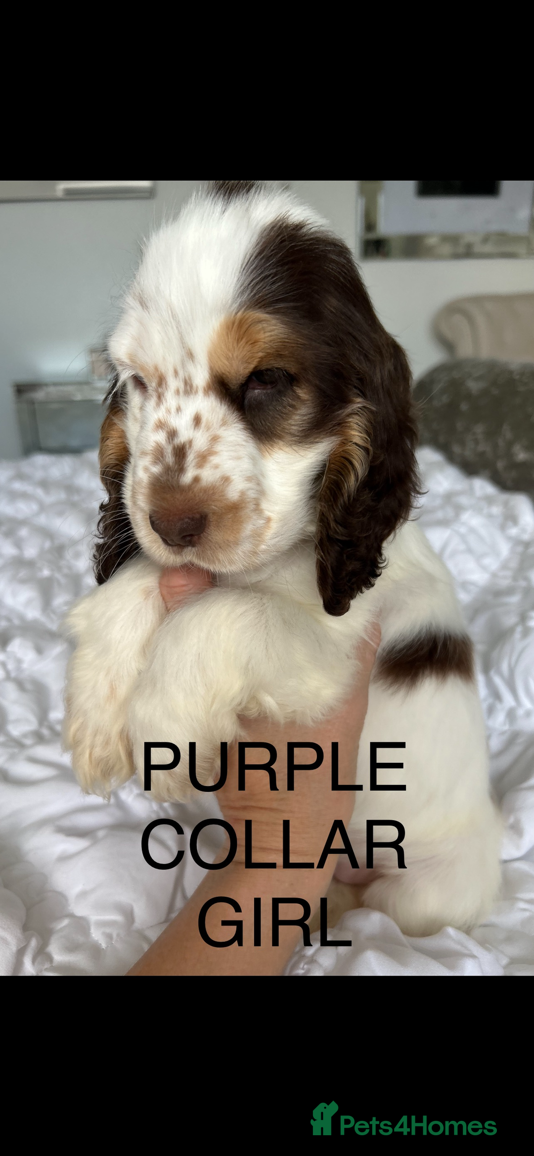 Cocker Spaniel dogs for sale: OUTSTANDING KC REG SHOW COCKER SPANIEL PUPPIES  - Image 26