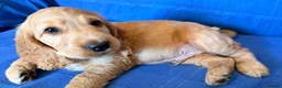 Cocker Spaniel dogs for sale: Show Cocker Spaniels - Golden/Red and Sable - Advert 13