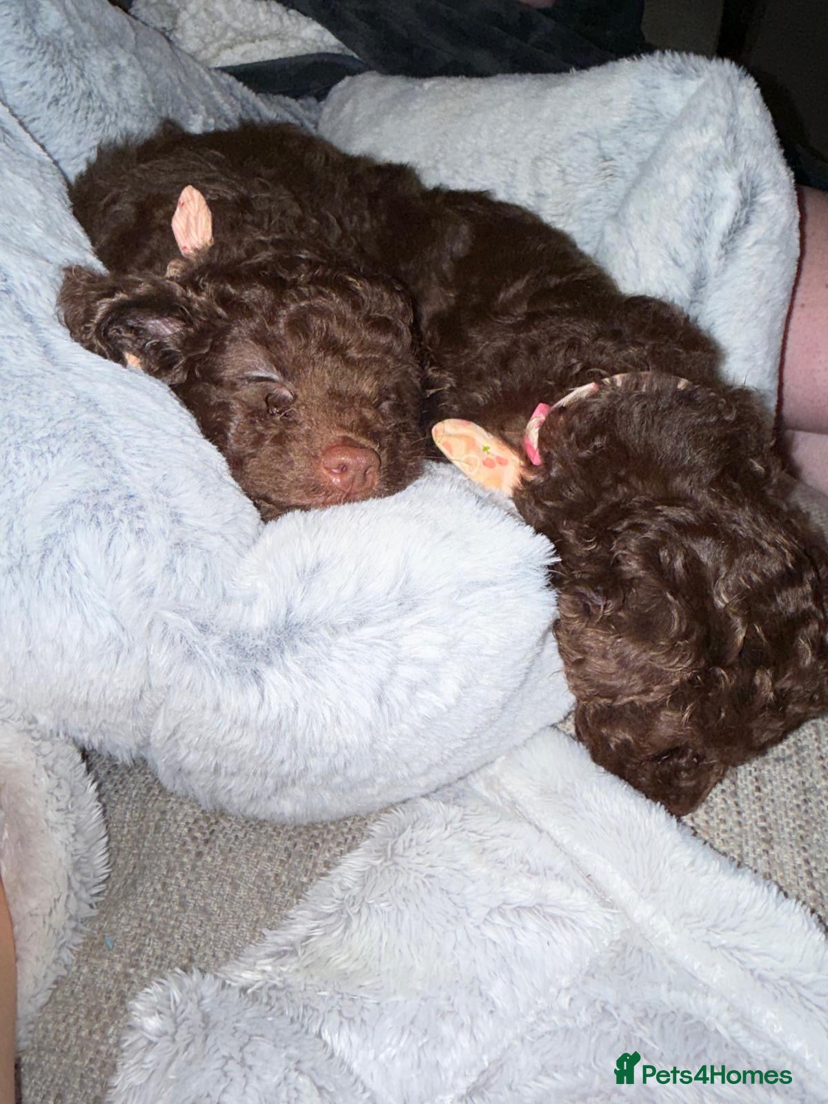 Cavapoo dogs Beautiful litter of cavapoo puppy’s  - Advert 9