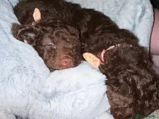 Cavapoo dogs Beautiful litter of cavapoo puppy’s - Advert 9