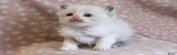 Ragdoll cats for sale: GCCF Ragdoll kittens registered pet Active  - Advert 1