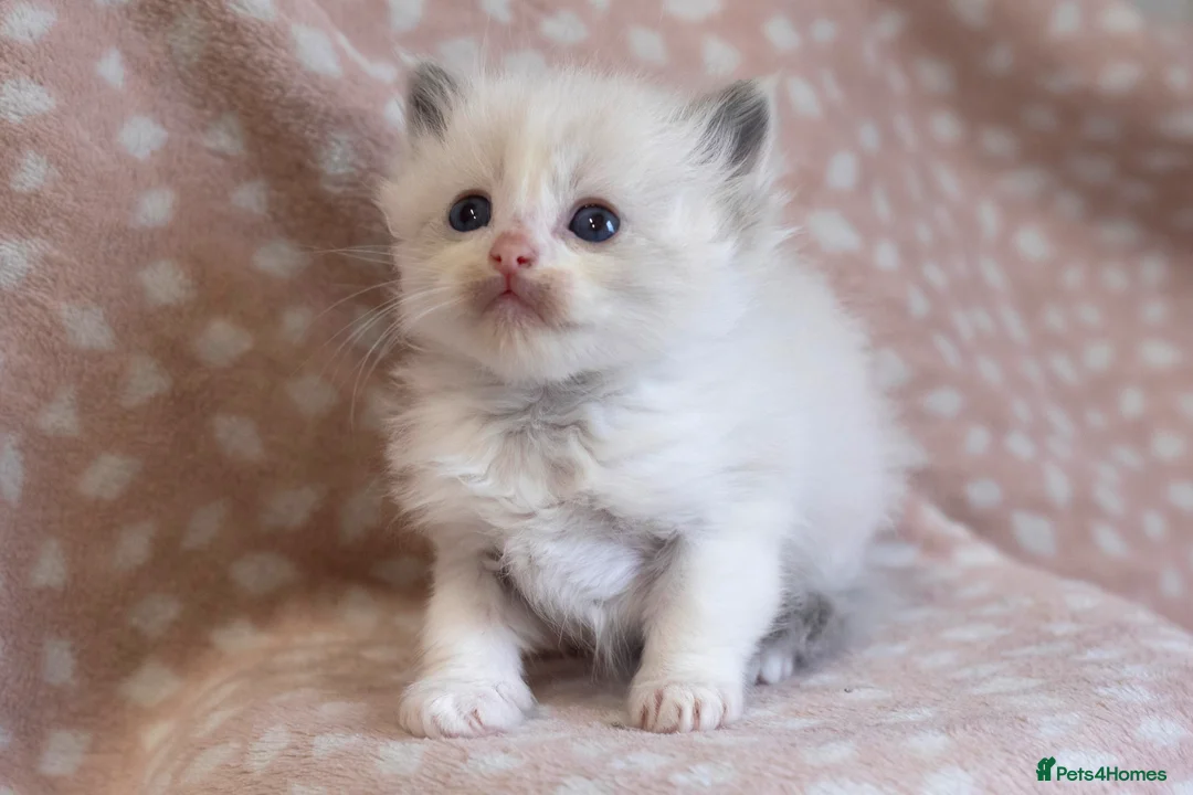 Ragdoll cats for sale: GCCF Ragdoll kittens registered pet Active  - Advert 1