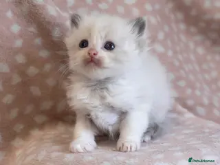 Ragdoll cats GCCF Ragdoll kittens registered pet Active - Advert 1
