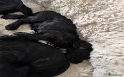 Cockapoo dogs for sale: Adorable Cockapoo puppies  - Image 2