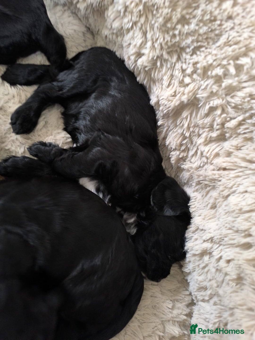 Cockapoo dogs for sale: Adorable Cockapoo puppies  - Image 2