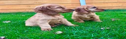 Cocker Spaniel dogs for sale: Golden Show CockerSpaniel Babies 🐾🐾🐾 - Advert 5
