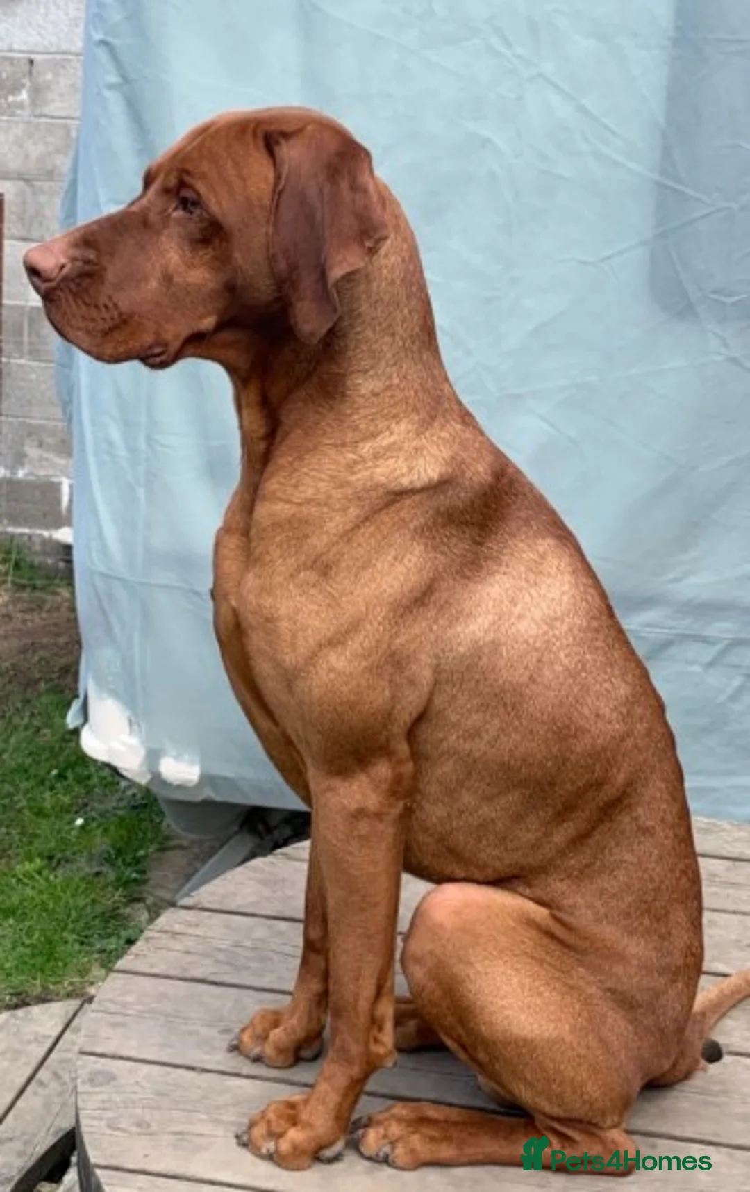 Hungarian Vizsla dogs for stud: Hungarian Vizsla for stud! in Llantwit Major - Advert 4