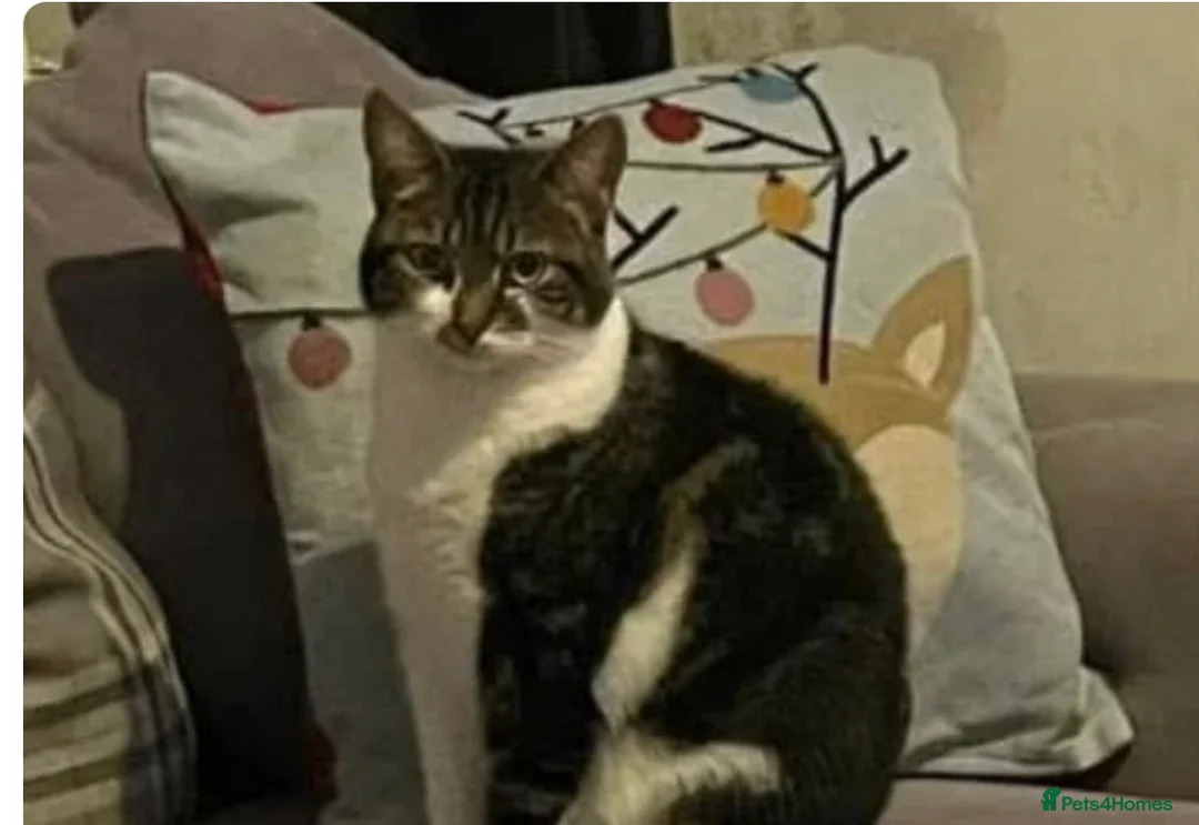 Mixed Breed cats for sale: Free to good home - Advert 1