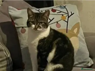 Mixed Breed cats Free to good home - Advert 1