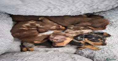 Miniature Dachshund dogs - Advert 14
