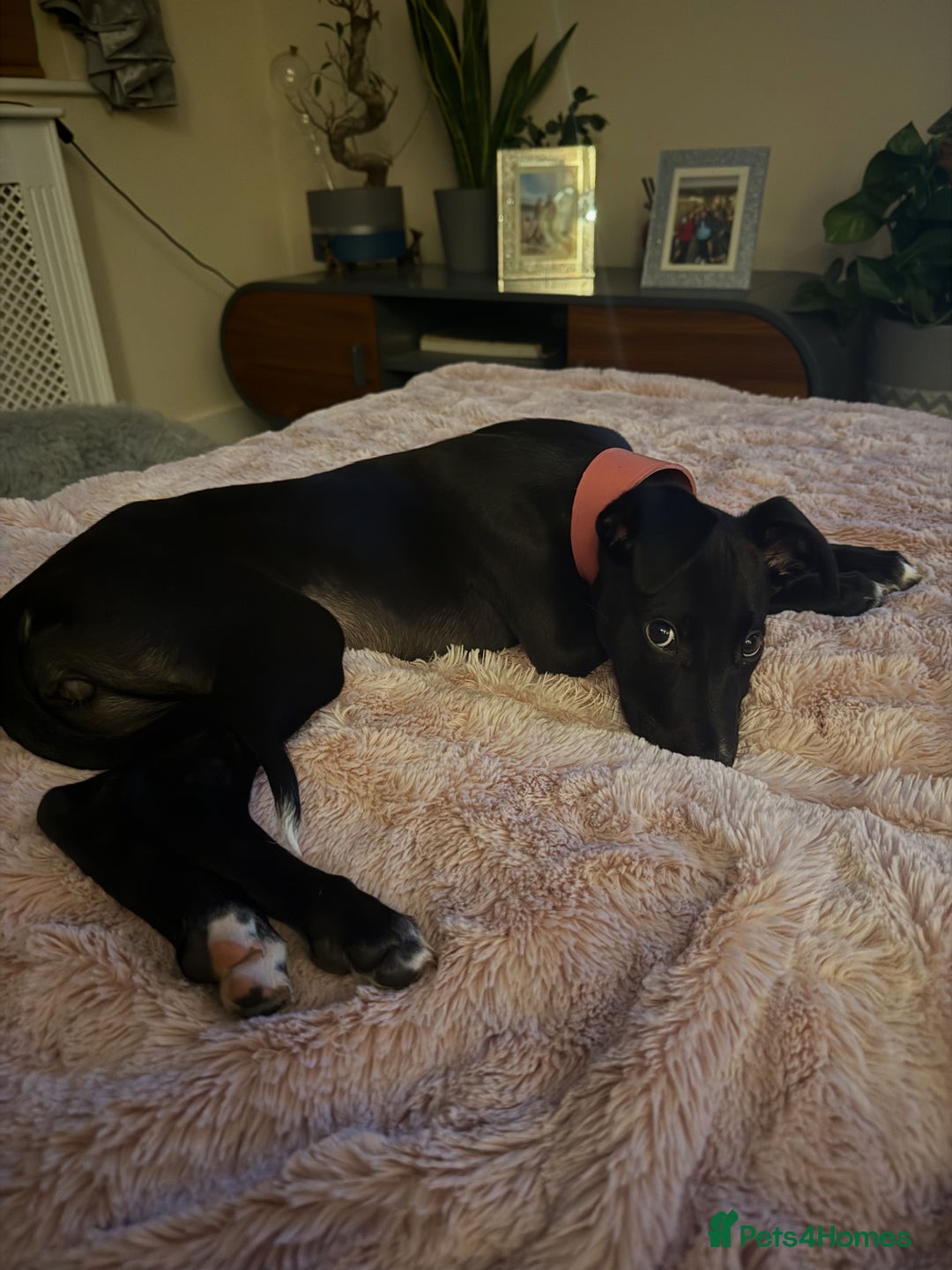 Lurcher dogs for sale: Black lurcher bitch puppy - Advert 2