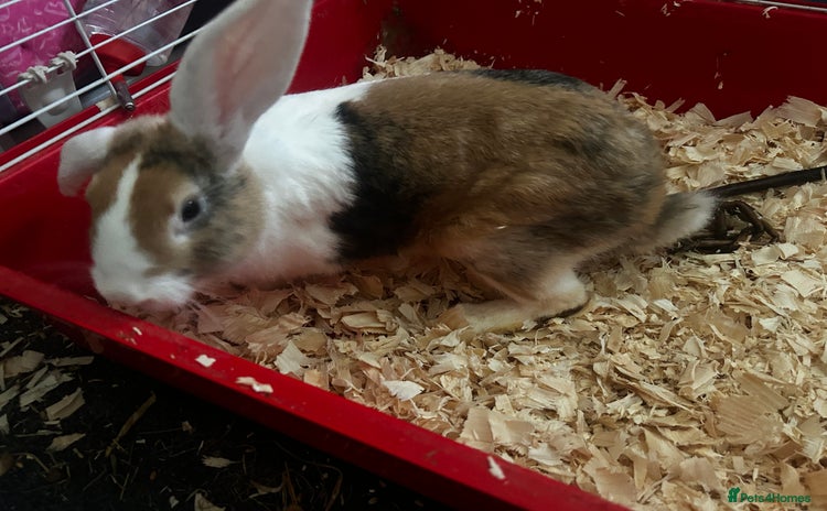 Mixed Breed rabbits - Advert 2