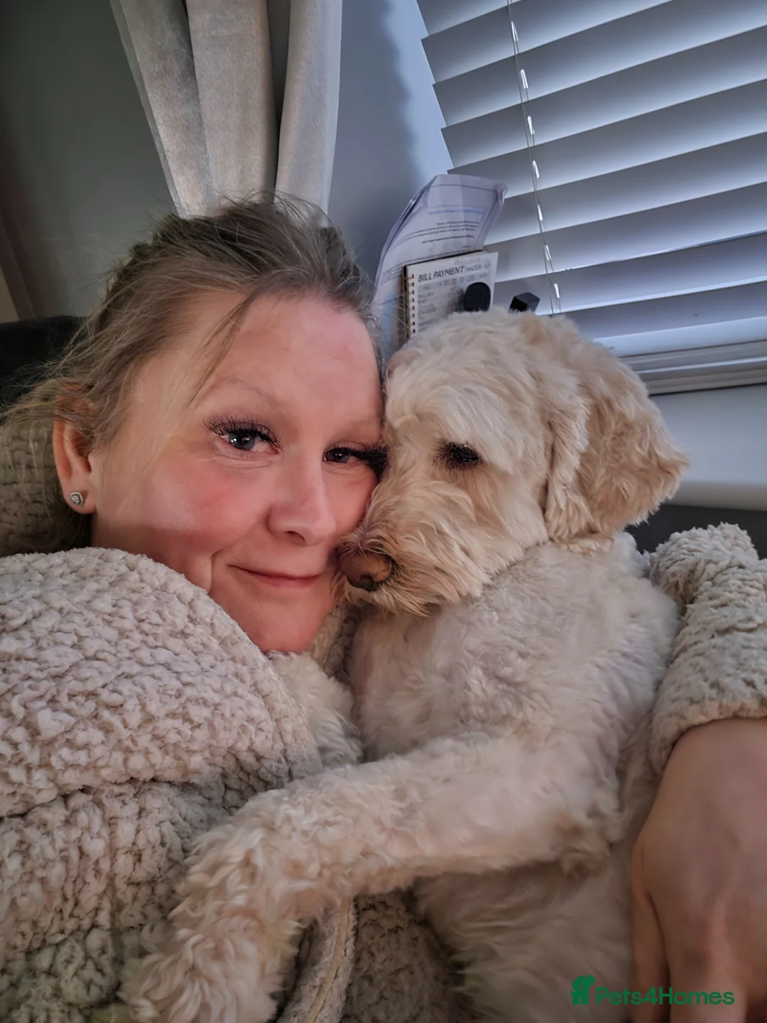 Cockapoo dogs for stud: Miniture Cocapoo for STUD in Warrington - Advert 2