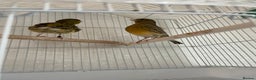 Canaries birds for sale: 2 beautiful canaries for sale - Advert 3