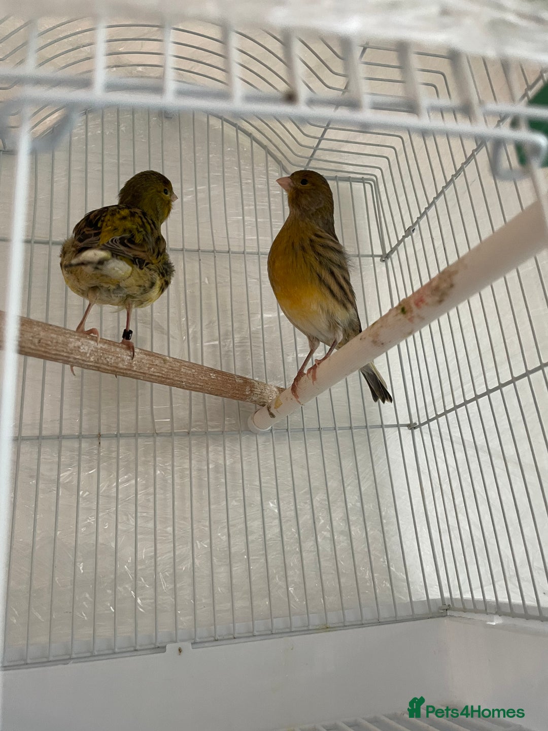 Canaries birds for sale: 2 beautiful canaries for sale - Advert 3