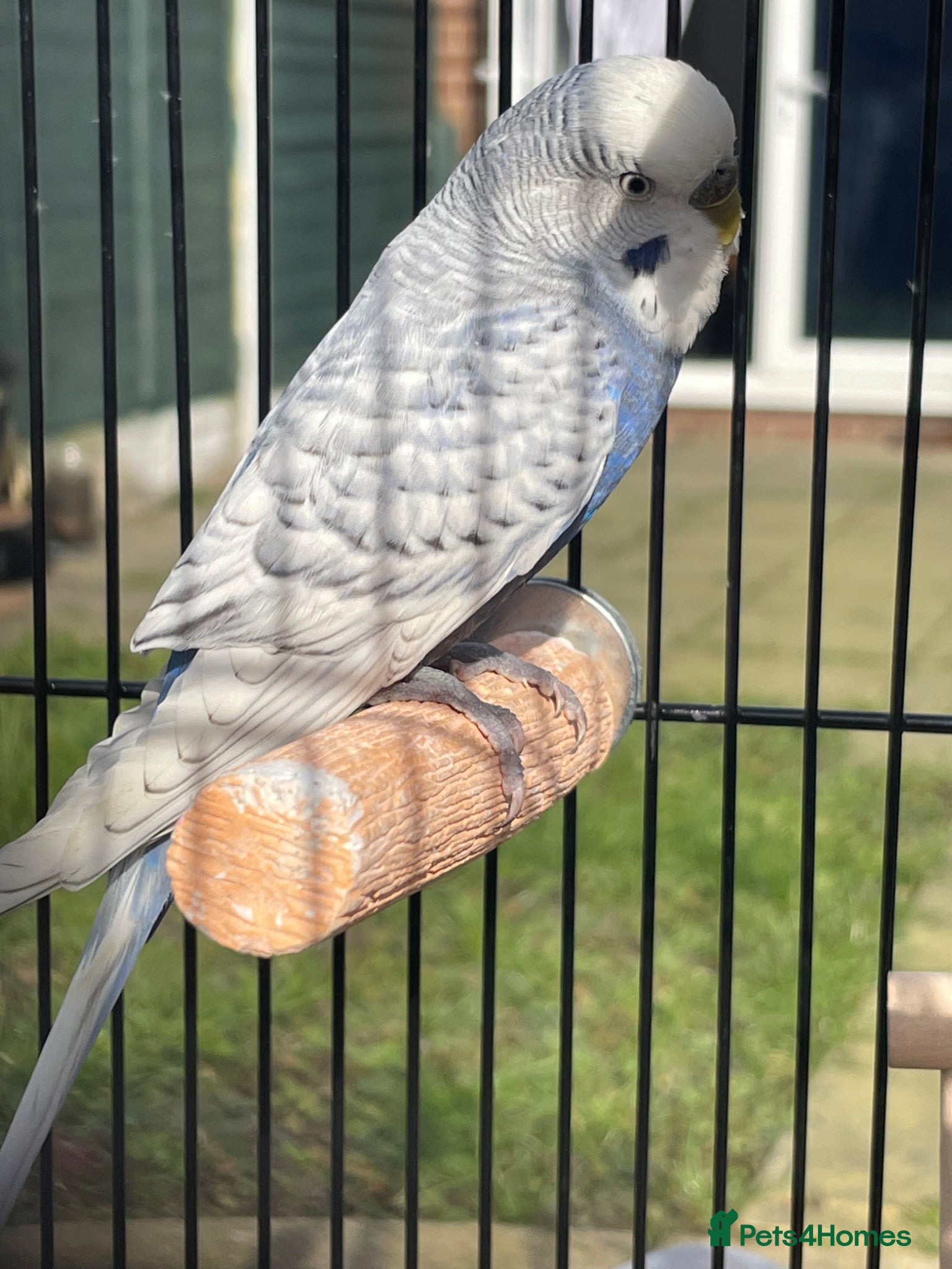 Budgerigars birds Mr Skye  - Advert 9