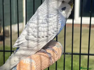 Budgerigars birds Mr Skye - Advert 9