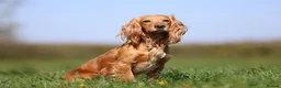 Cocker Spaniel dogs for stud: Fully health tested Golden cocker spaniel in Crediton - Advert 2