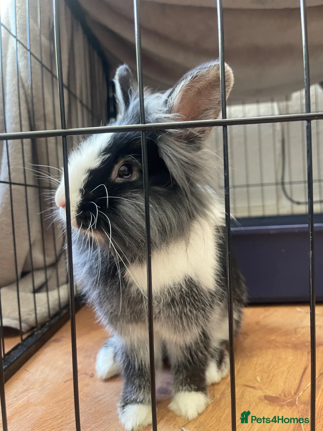 Lionhead rabbits for sale: Rabbit  - Advert 2