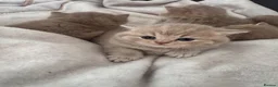 British Shorthair cats for sale: Adorable British shorthair kittens  - Advert 16