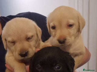 Labrador Retriever dogs - Advert 1