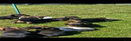 Dachshund dogs for sale: Dachshund KC wire haired puppies  - Advert 6