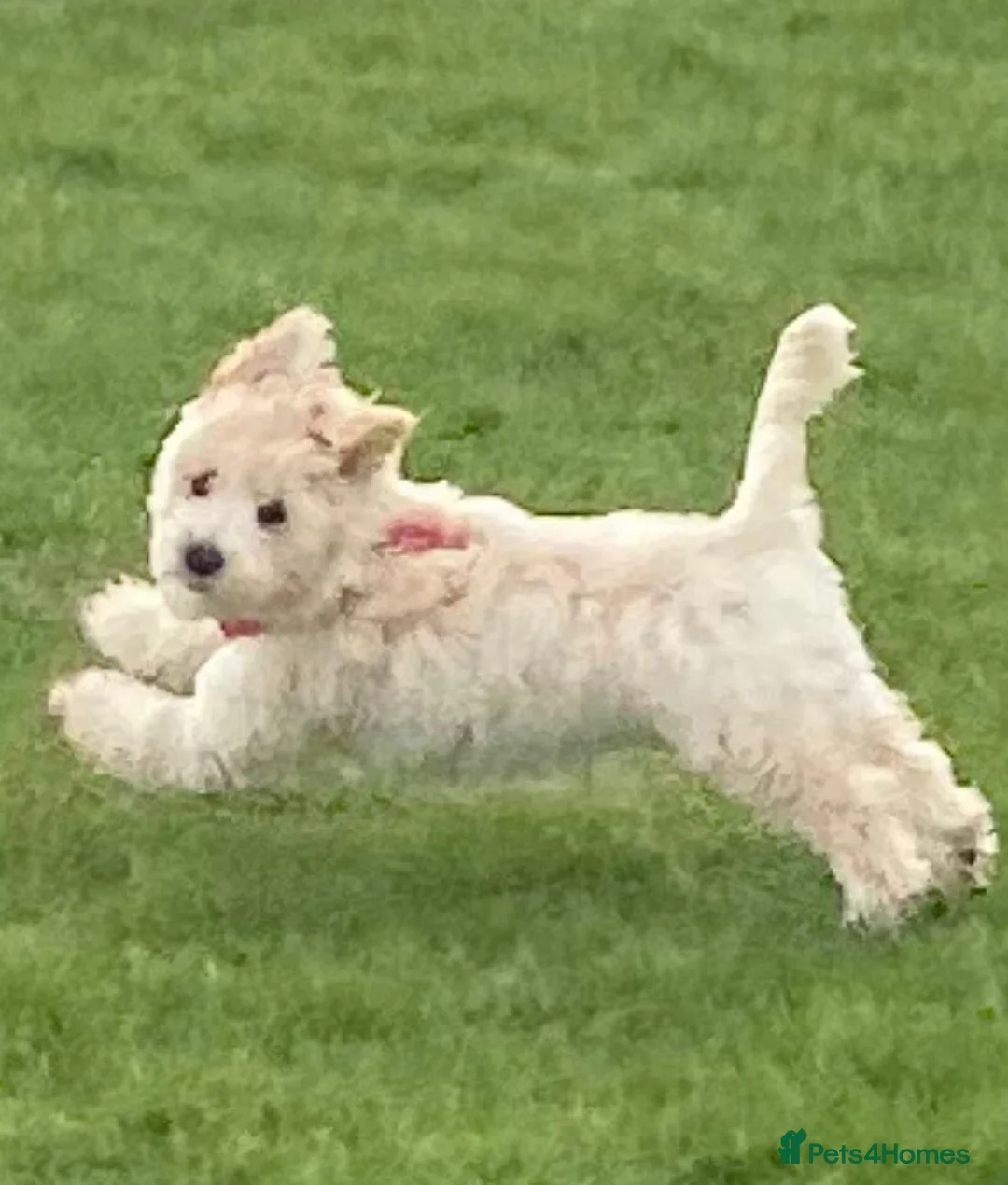 Toy Poodle dogs for stud: Phantom Toy Poodle Tri colour KC (STUD ONLY) in Coalville - Advert 24