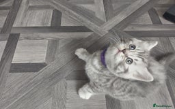 British Shorthair cats for sale: Stunning British Shorthair Kittens For Sale - Image 25