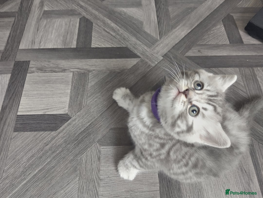 British Shorthair cats for sale: Stunning British Shorthair Kittens For Sale - Image 25