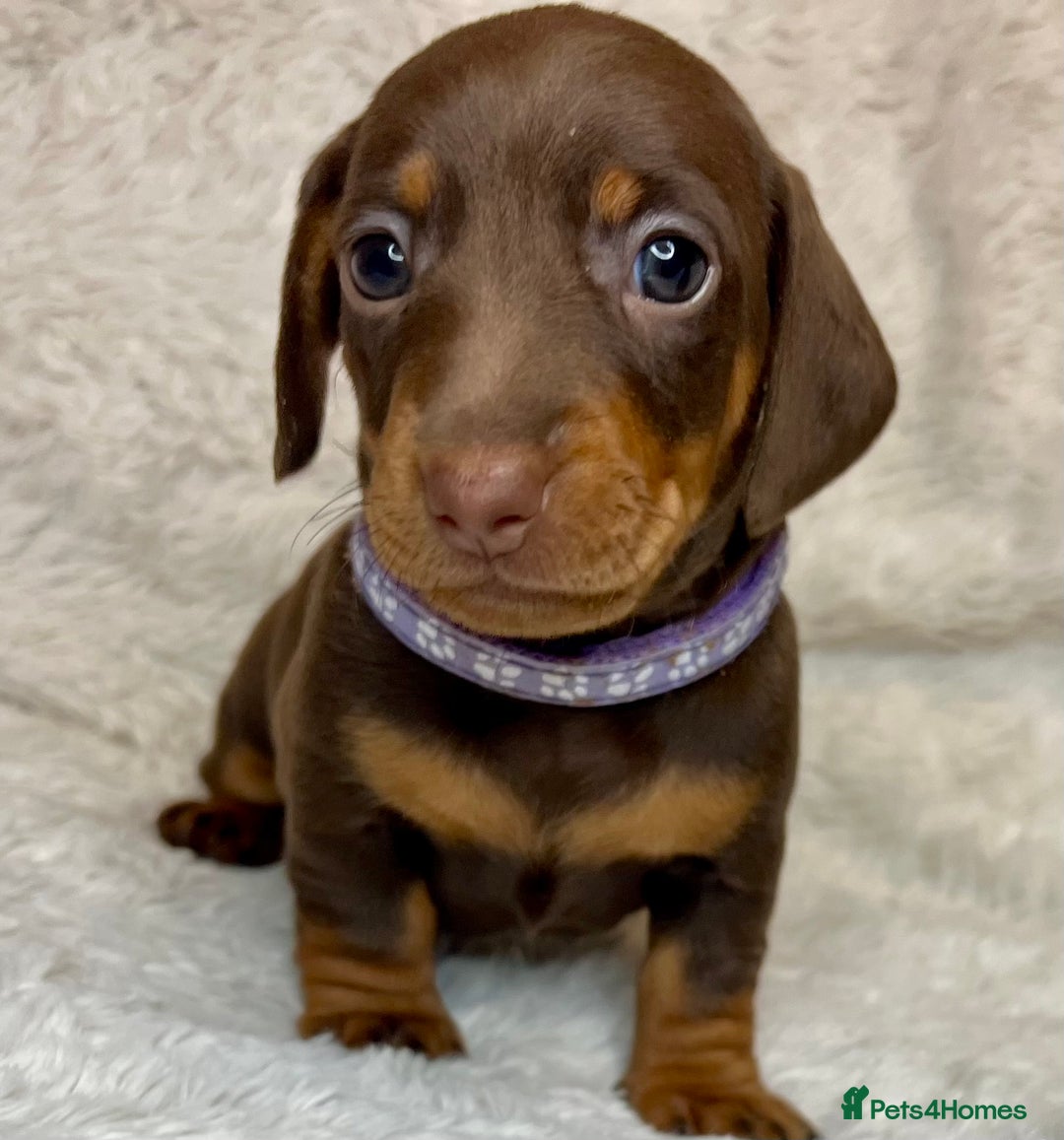 Dachshund dogs for sale: LAST ONE- Dachshund female puppy - last one - Advert 15