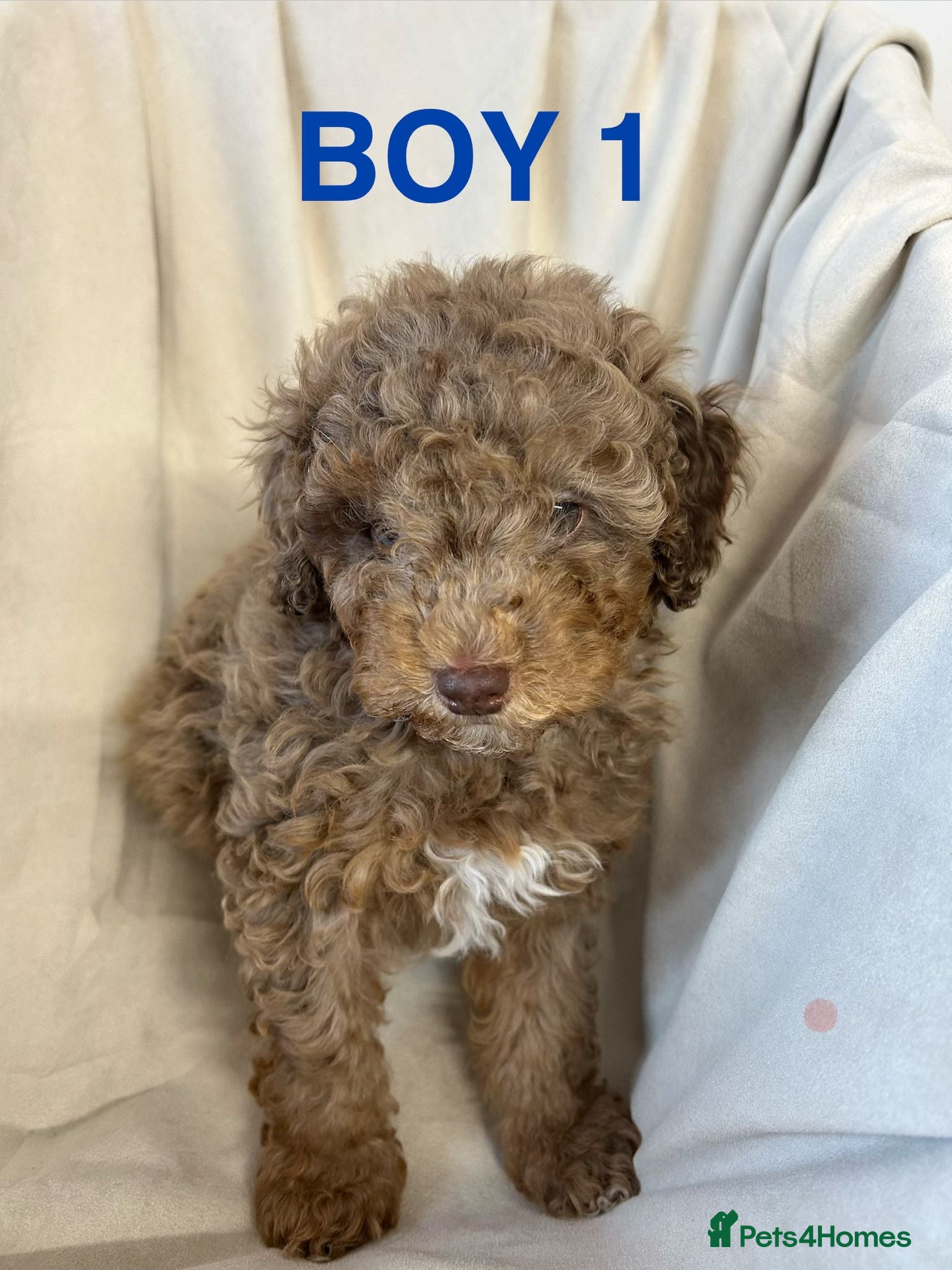 Mixed Breed dogs Pure Poodle Puppies  - Advert 2