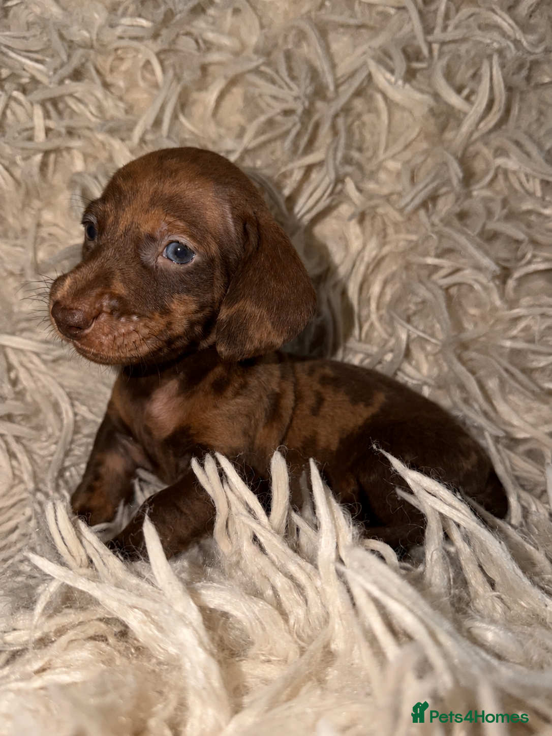 Miniature Dachshund dogs Kc registered kaninchen dachshunds  - Advert 3