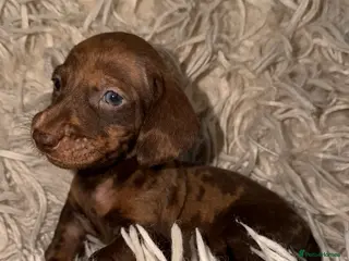 Miniature Dachshund dogs Kc registered kaninchen dachshunds - Advert 3