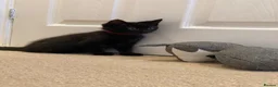 Mixed Breed cats for sale: Gorgeous black kitten - last one remaining  - Advert 3