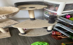 Mixed Breed cats for sale: 2 sister cats for sale - Image 7