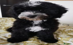 Bernedoodle dogs for stud: Miniature bernedoodle at stud  in Manchester - Image 13