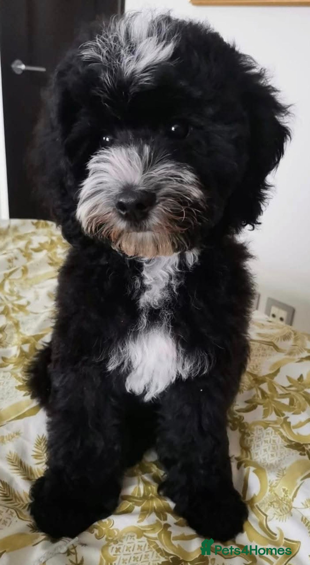 Bernedoodle dogs for stud: Miniature bernedoodle at stud  in Manchester - Image 13