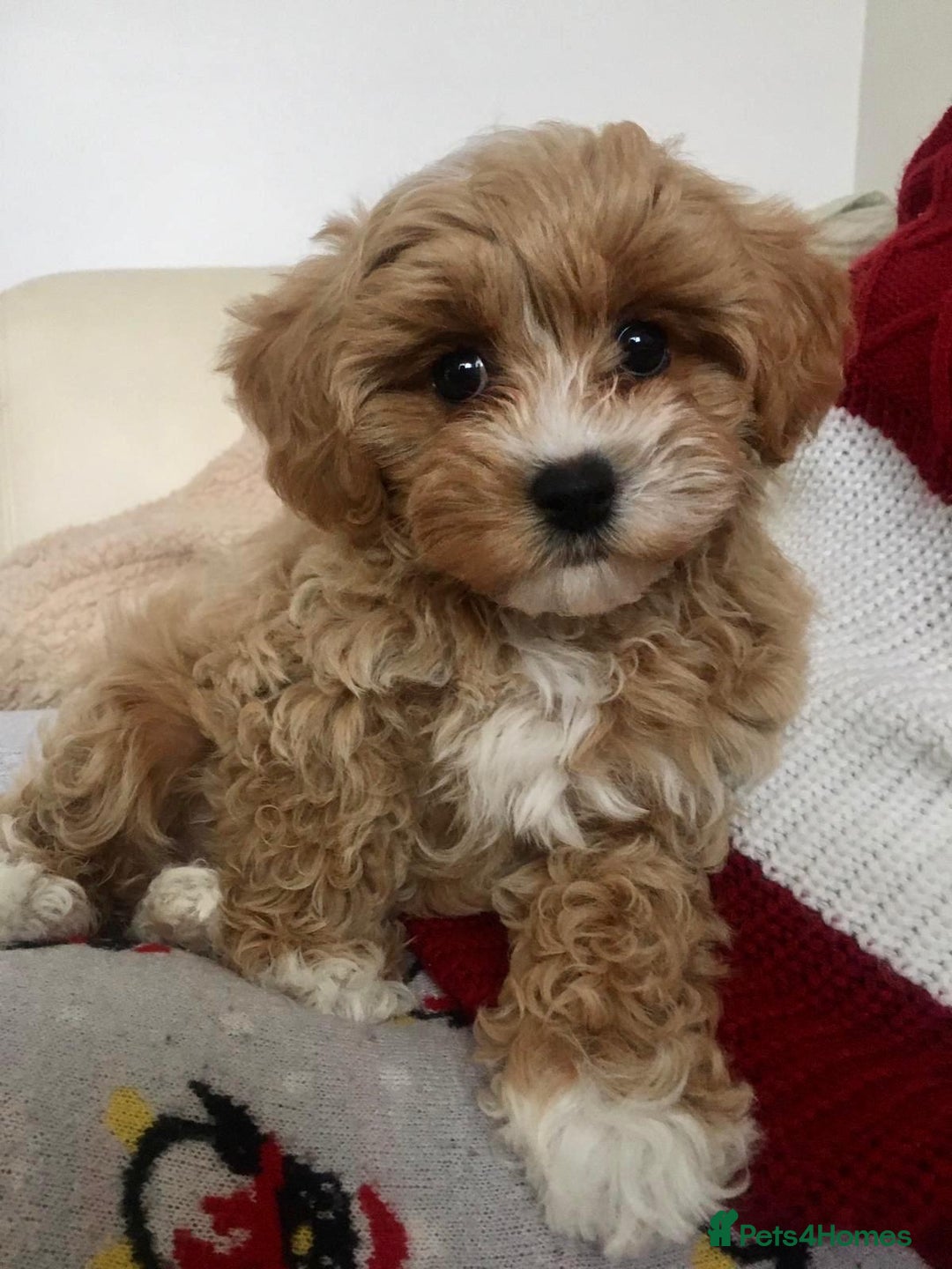 Toy Poodle dogs for stud: Red Toy Poodle stud in Crymych - Advert 8
