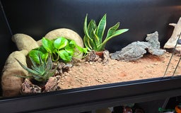 Bearded Dragon reptiles for sale: Beautiful juvenile Bearded dragon and set up. - Image 14