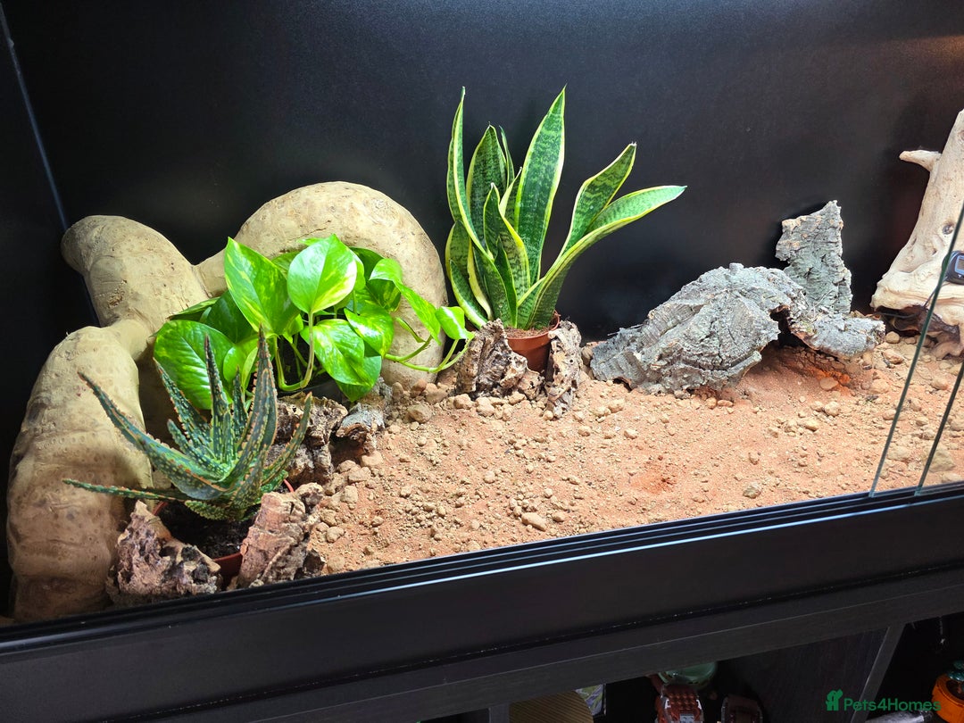 Bearded Dragon reptiles for sale: Beautiful juvenile Bearded dragon and set up. - Image 14
