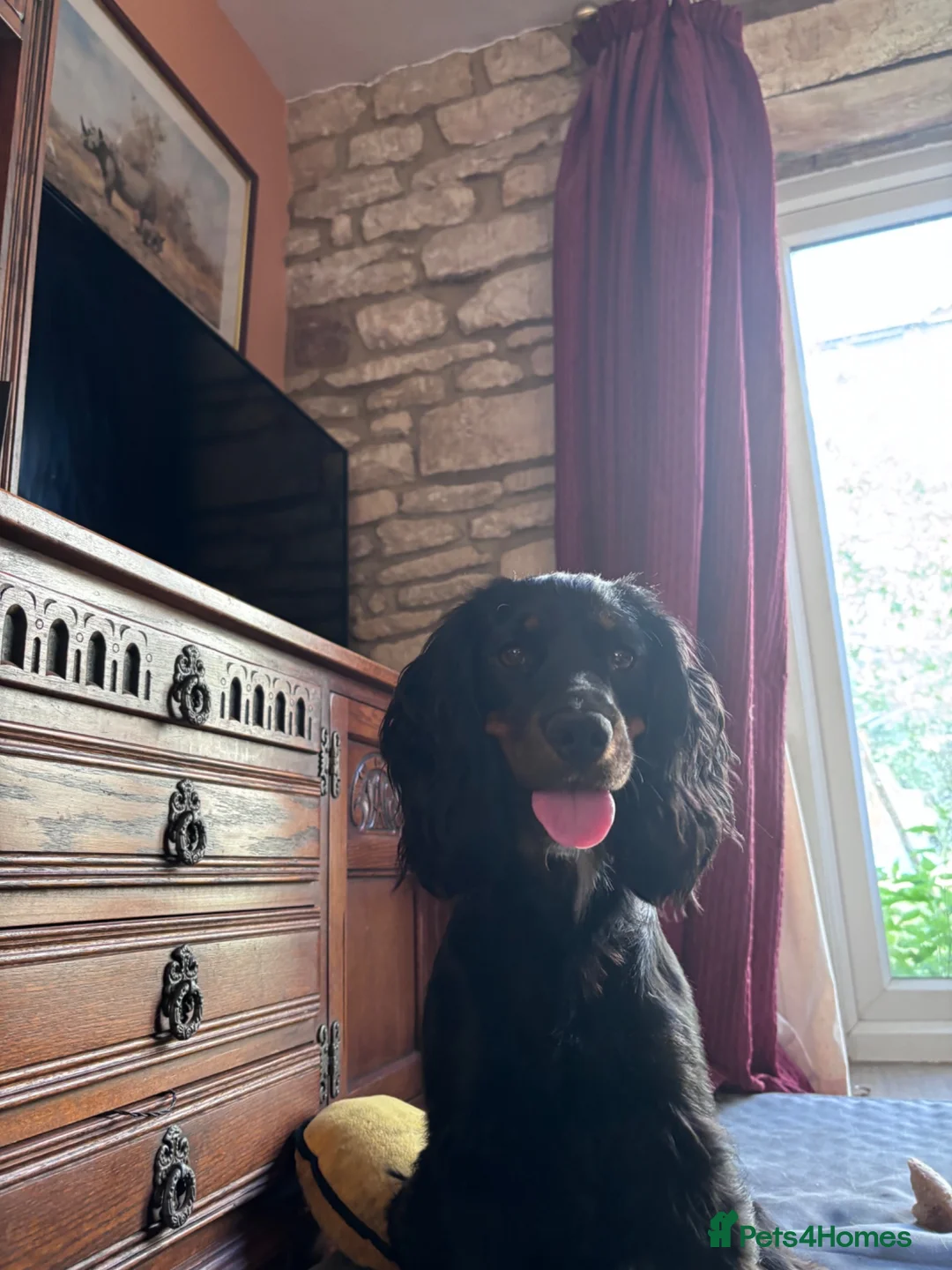 Cocker Spaniel dogs for sale: Cocker spaniel for sale  - Advert 1
