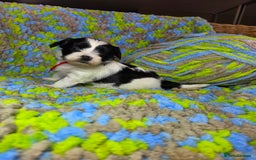Biewer Terrier dogs for sale: Pure breed Biewer Terrier puppies 4 Generation  - Image 20